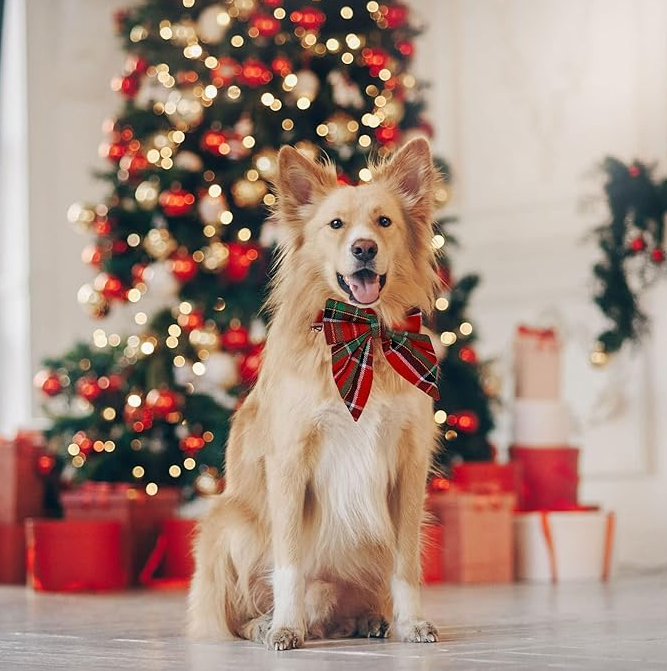 Coloured Dog Collar With Bow For Christmas And Festive Occasions