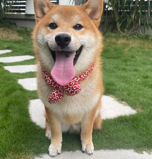 Cooling Dog Bandana With Traditional Pattern For Hot Days