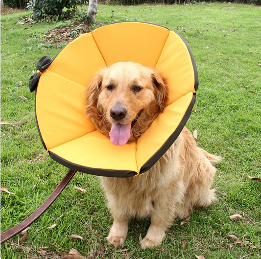 Soft Dog Collar With Comfort - Protective Collar For Dogs After Operations In Yellow And Brown