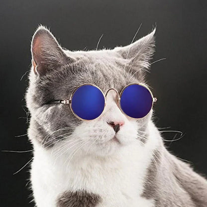 Fashionable Cat Glasses