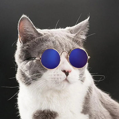 Fashionable Cat Glasses